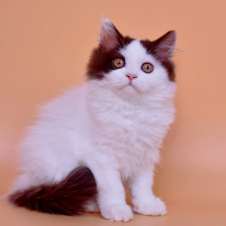 Pepa Longhair British Shorthair Kittens | Buy a kitten. 