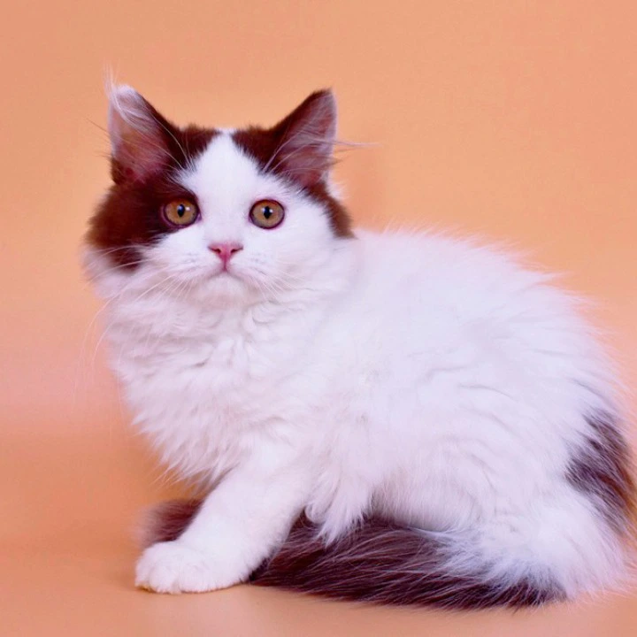 Pepa Longhair British Shorthair Kittens | Buy a kitten. 