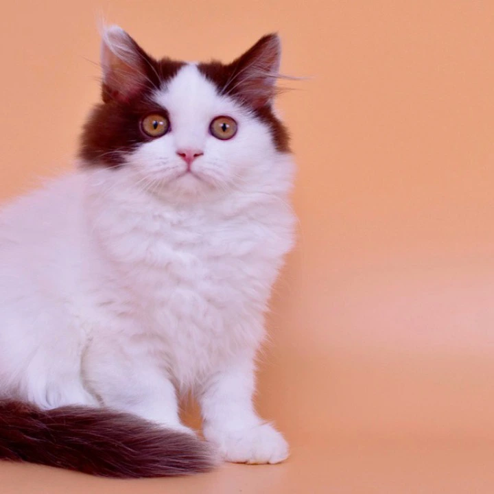 Pepa Longhair British Shorthair Kittens | Buy a kitten. 