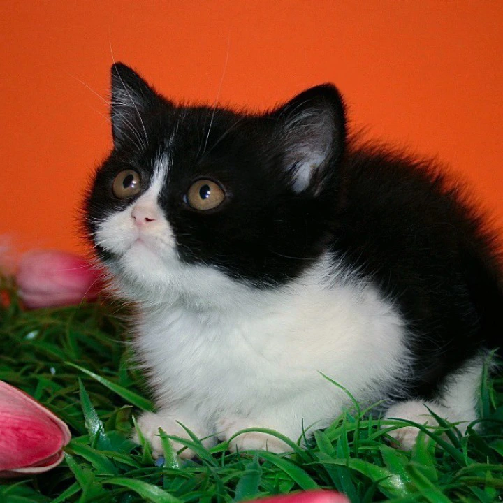 Gretel British Shorthair Kittens | Large selection of kittens. 