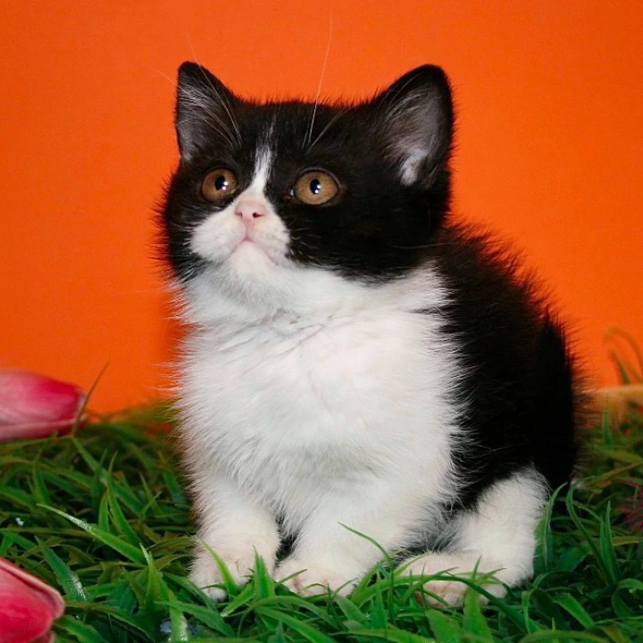 Gretel British Shorthair Kittens | Large selection of kittens. 