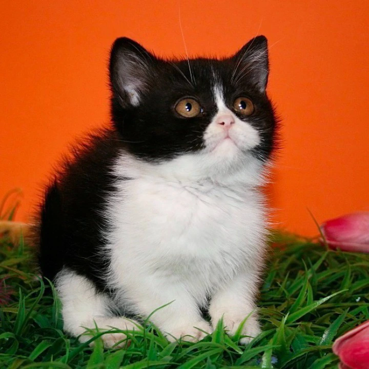 Gretel British Shorthair Kittens | Large selection of kittens. 