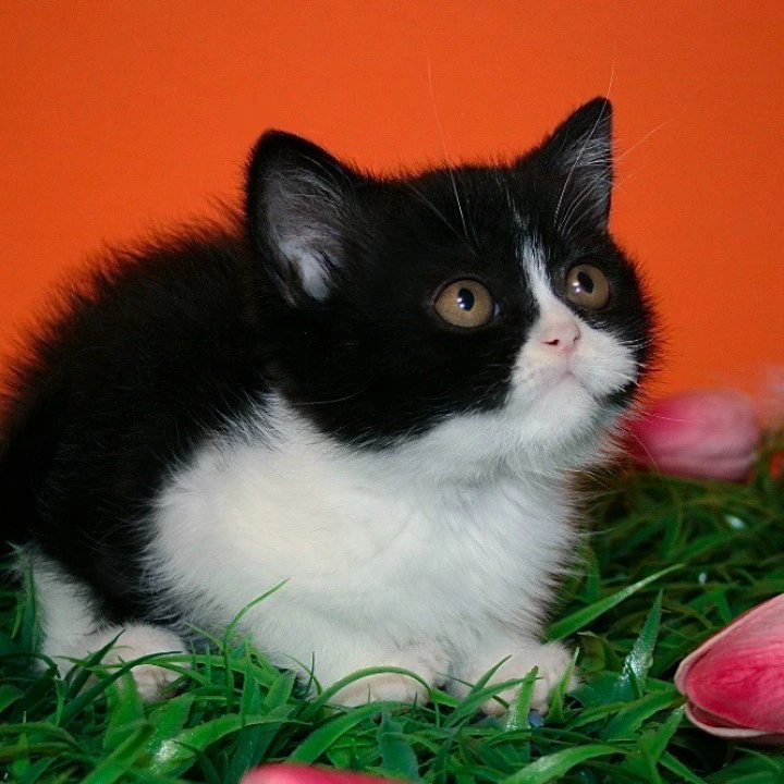 Gretel British Shorthair Kittens | Large selection of kittens. 