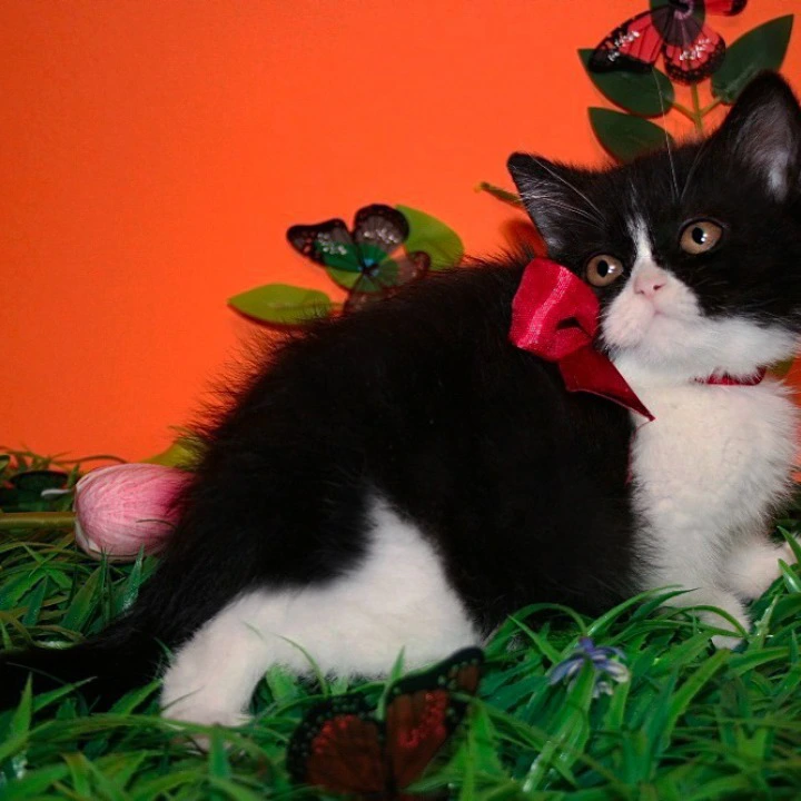 Gretel British Shorthair Kittens | Large selection of kittens. 