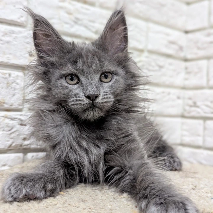 Vicky Maine Coon Kittens | Buy a kitten.