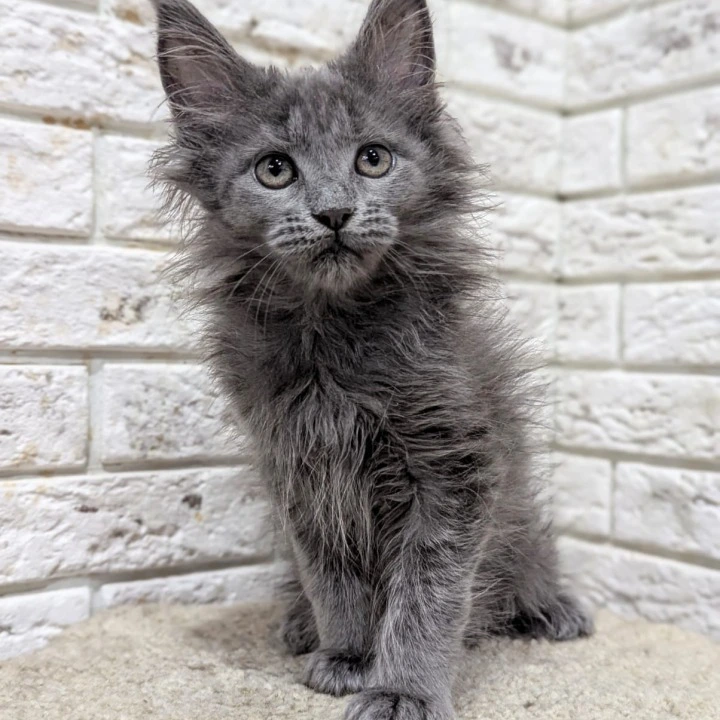 Vicky Maine Coon Kittens | Buy a kitten.