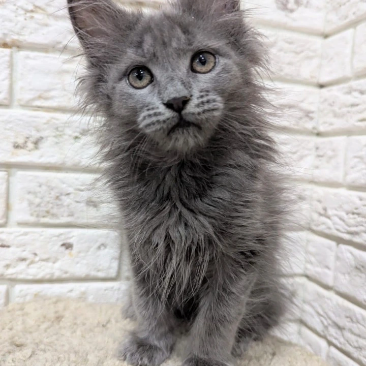 Vicky Maine Coon Kittens | Buy a kitten.