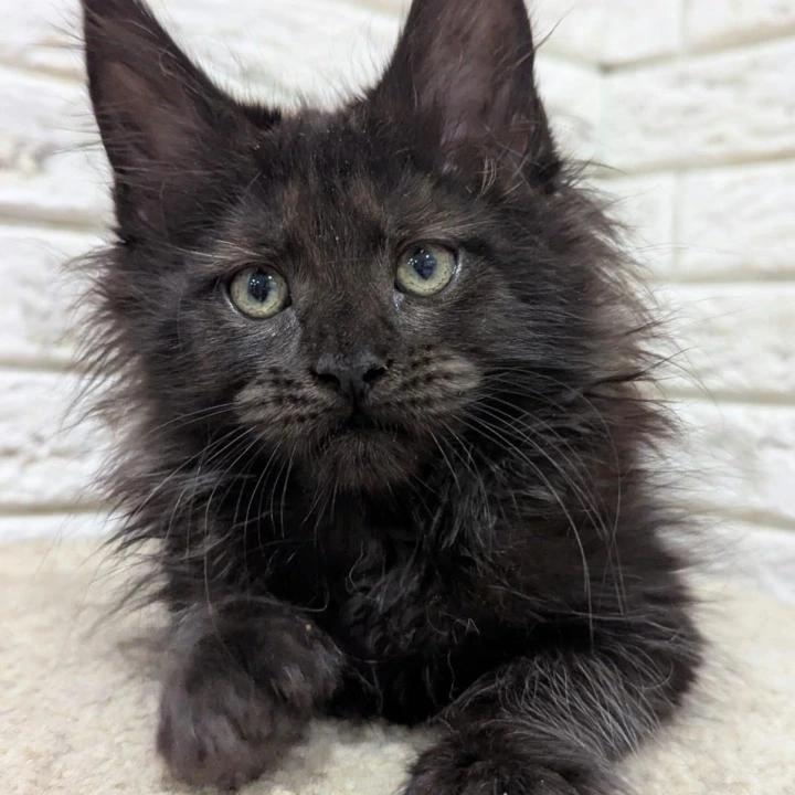 Vincent Maine Coon Kittens | Buy a kitten. 