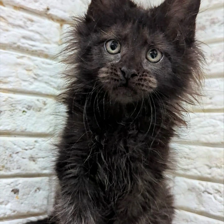 Vincent Maine Coon Kittens | Buy a kitten.