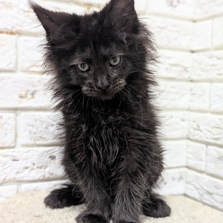 Vincent Maine Coon Kittens | Buy a kitten.