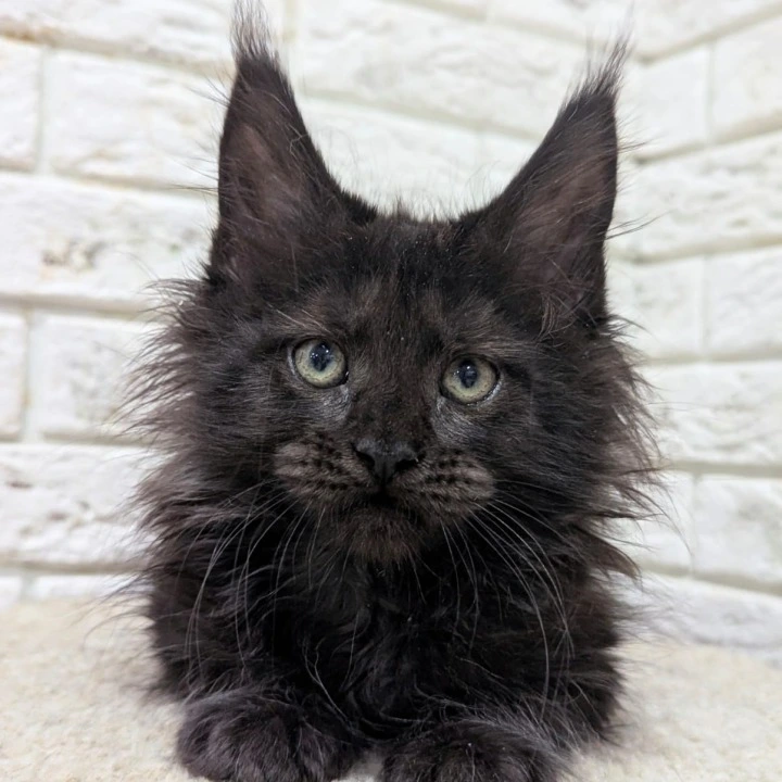 Vincent Maine Coon Kittens | Buy a kitten. 