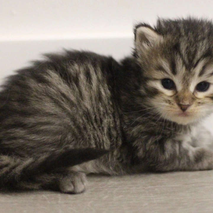 Afrodita Siberian Kittens | Large selection of kittens. 