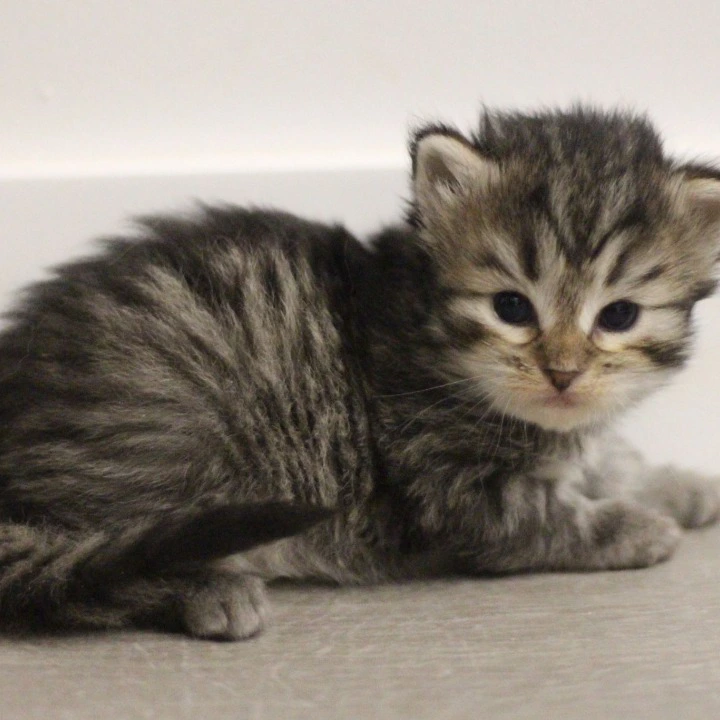 Afrodita Siberian Kittens | Large selection of kittens. 
