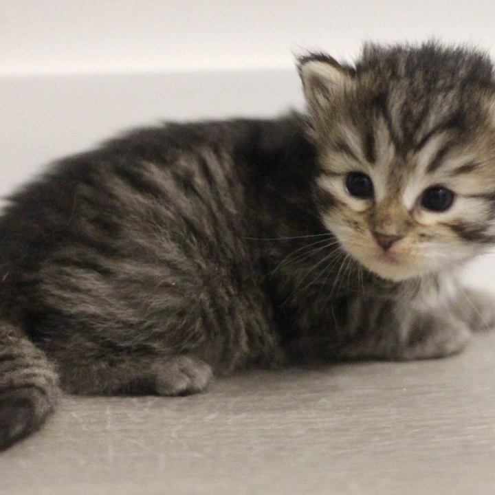 Afrodita Siberian Kittens | Large selection of kittens. 