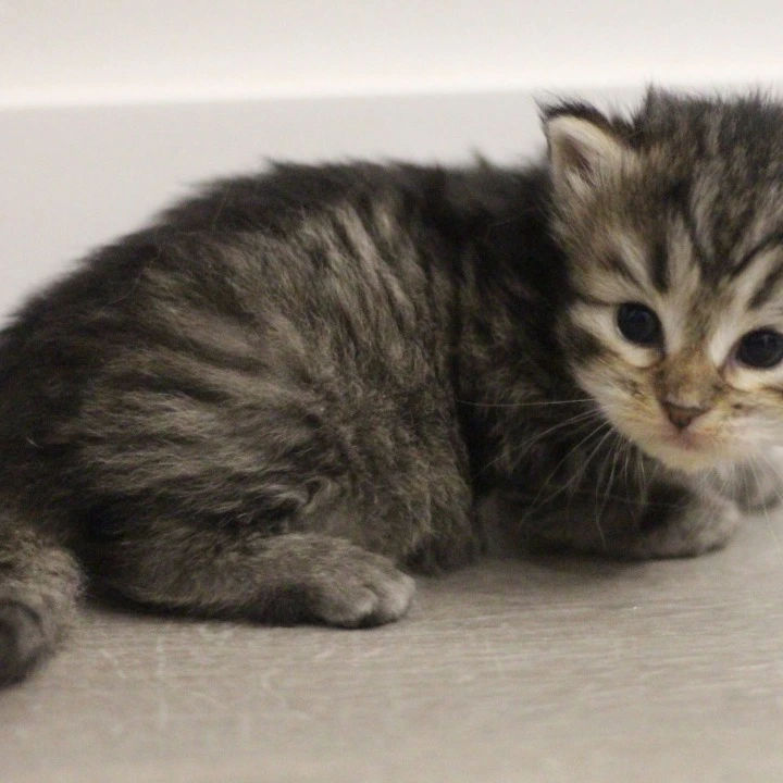 Afrodita Siberian Kittens | Large selection of kittens. 