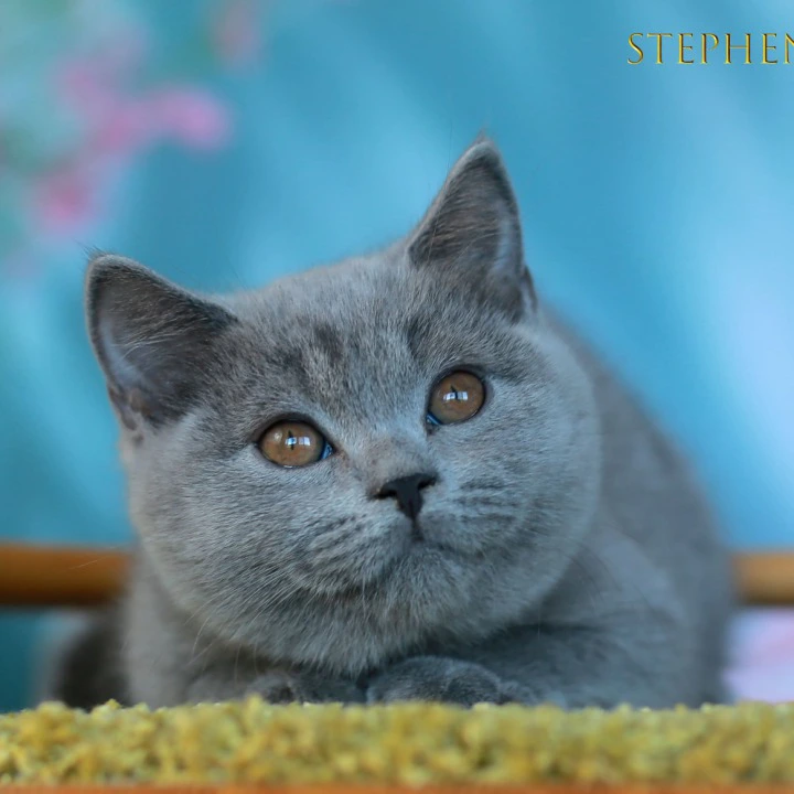 Stephen British Shorthair Kittens | Buy a kitten. 