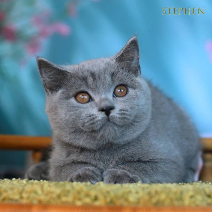Stephen British Shorthair Kittens | Buy a kitten. 