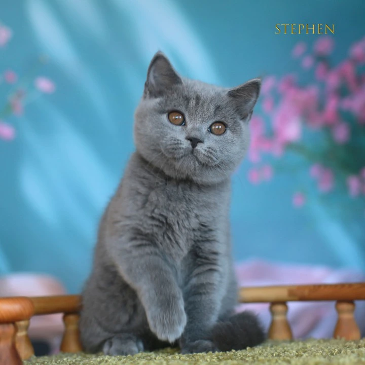 Stephen British Shorthair Kittens | Buy a kitten. 