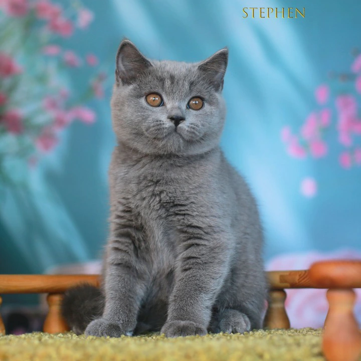 Stephen British Shorthair Kittens | Buy a kitten. 