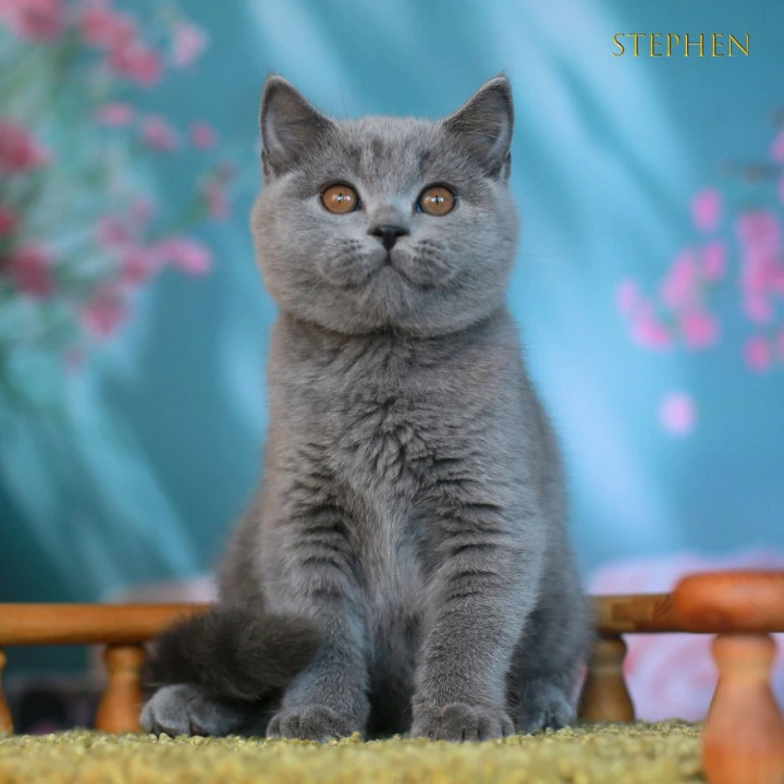 Stephen British Shorthair Kittens | Buy a kitten. 