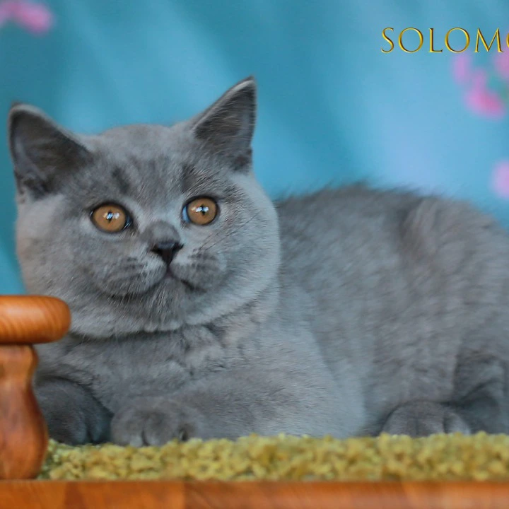 Solomon British Shorthair Kittens | Kittens for sale. 