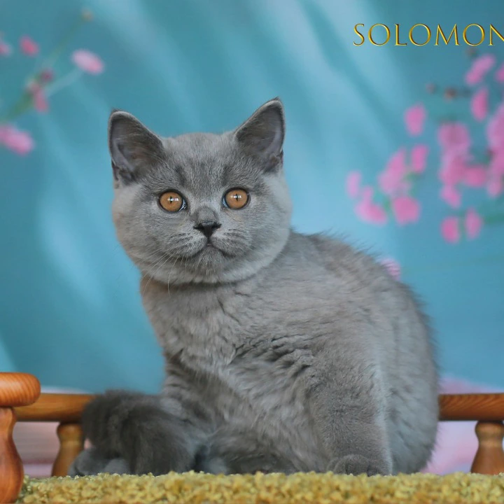 Solomon British Shorthair Kittens | Kittens for sale. 