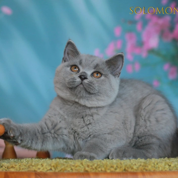 Solomon British Shorthair Kittens | Kittens for sale. 