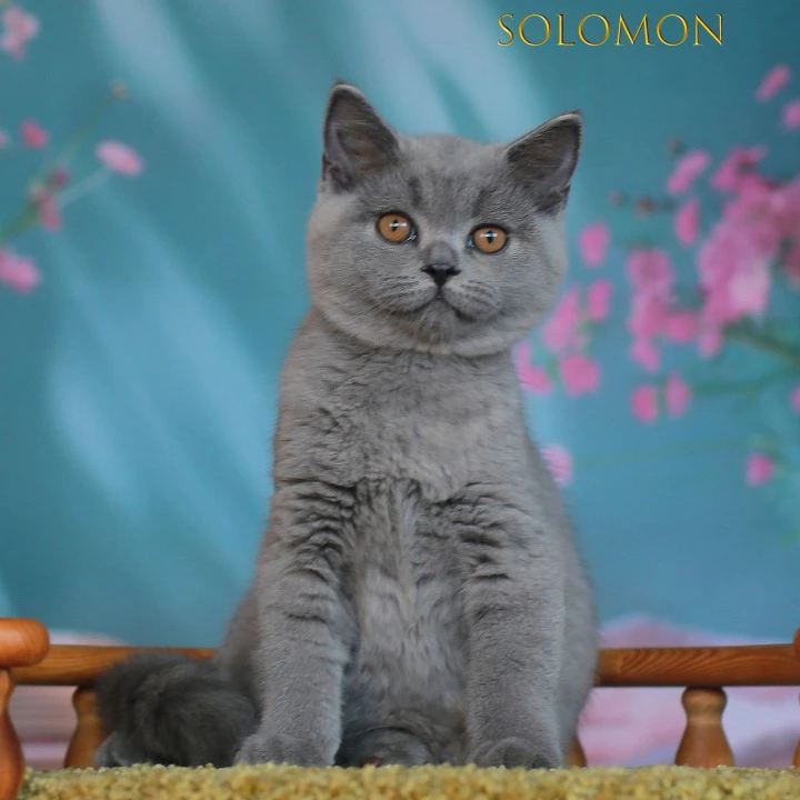 Solomon British Shorthair Kittens | Kittens for sale. 