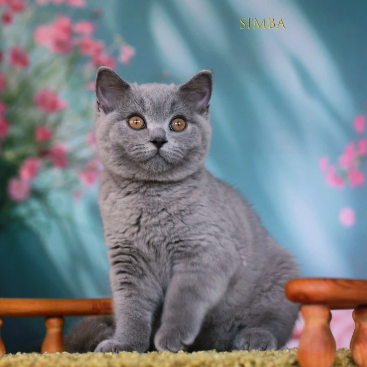 Simba British Shorthair Kittens | Large selection of kittens. 