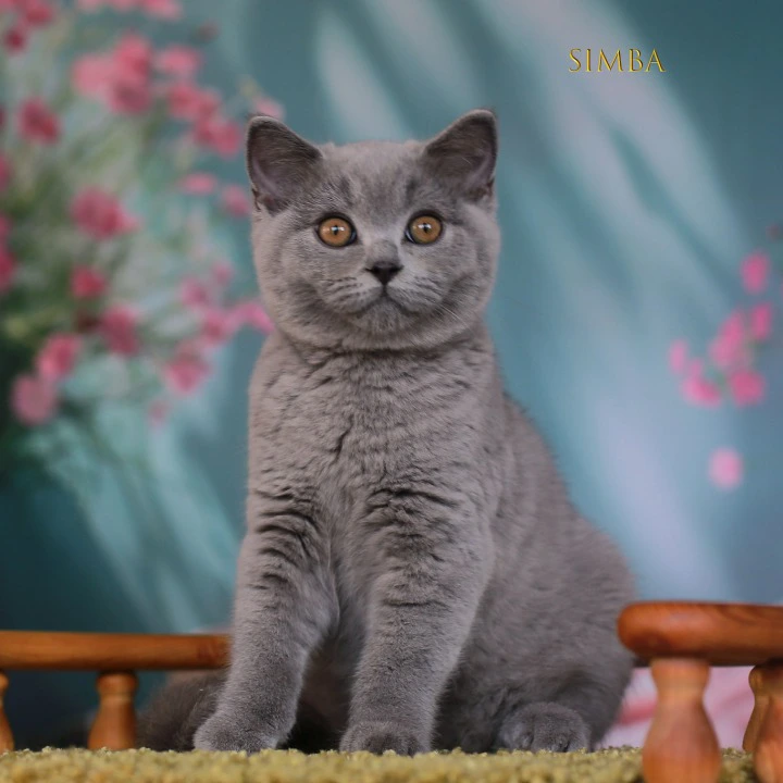 Simba British Shorthair Kittens | Large selection of kittens. 