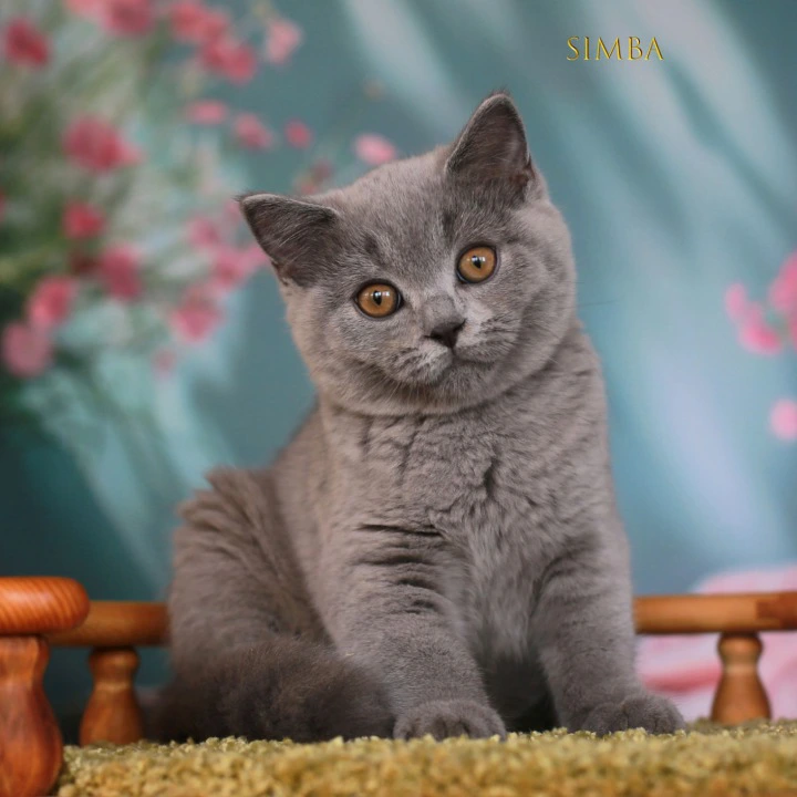 Simba British Shorthair Kittens | Large selection of kittens. 