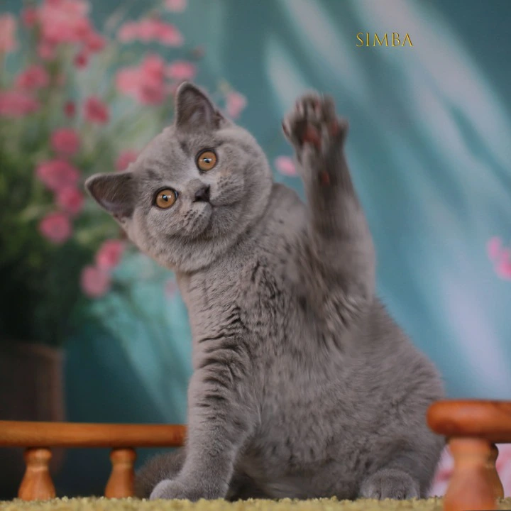 Simba British Shorthair Kittens | Large selection of kittens. 