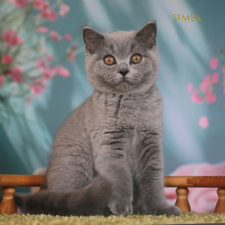 Simba British Shorthair Kittens | Large selection of kittens. 