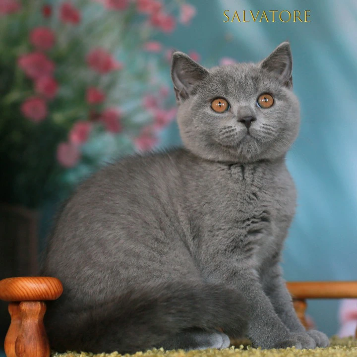 Solvatore British Shorthair Kittens | Kittens for sale. 