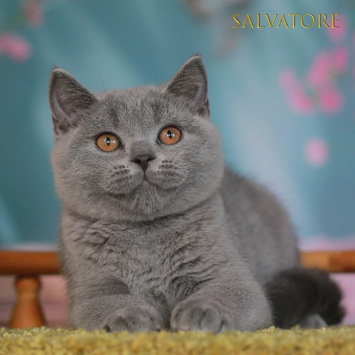 Solvatore British Shorthair Kittens | Kittens for sale. 