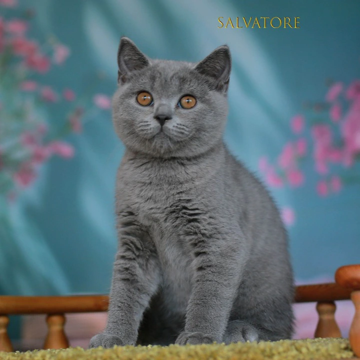 Solvatore British Shorthair Kittens | Kittens for sale. 