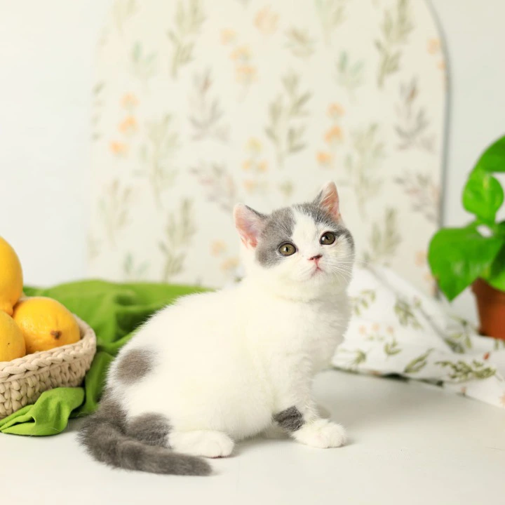 Darini British Shorthair Kittens | Kitten for sale. 