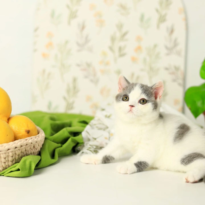 Darini British Shorthair Kittens | Kitten for sale. 