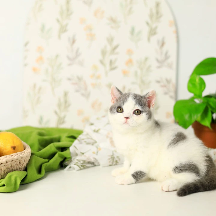 Darini British Shorthair Kittens | Kitten for sale. 