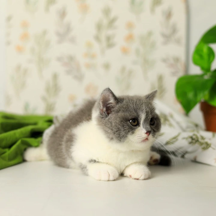 Darik British Shorthair Kittens | Large selection of kittens. 