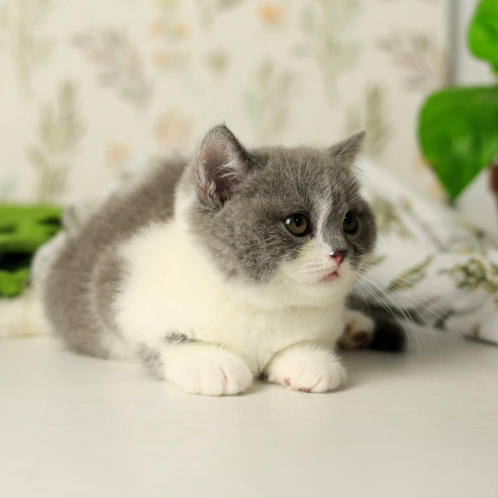 Darik British Shorthair Kittens | Large selection of kittens. 