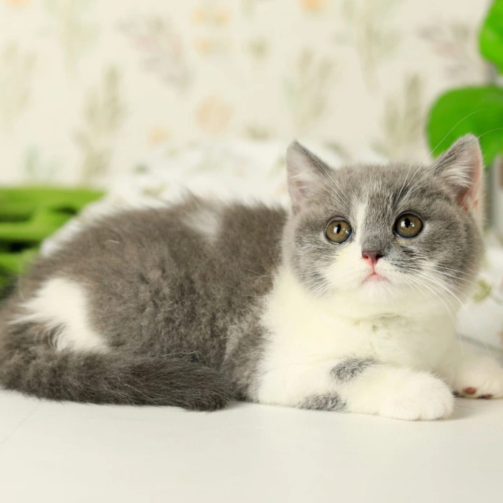 Darik British Shorthair Kittens | Large selection of kittens. 