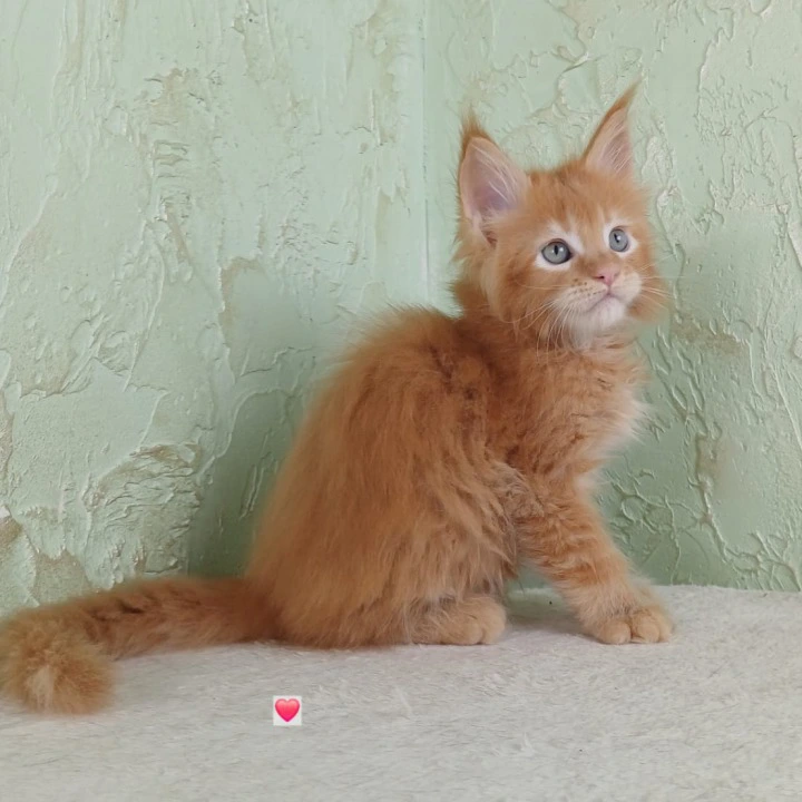 Uratea British Shorthair Kittens | Kittens for sale. 