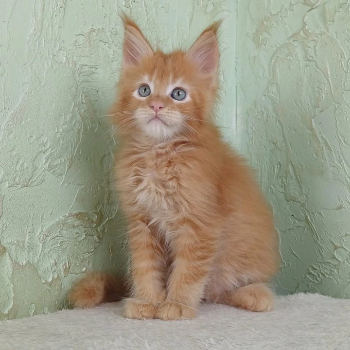 Uratea British Shorthair Kittens | Kittens for sale. 