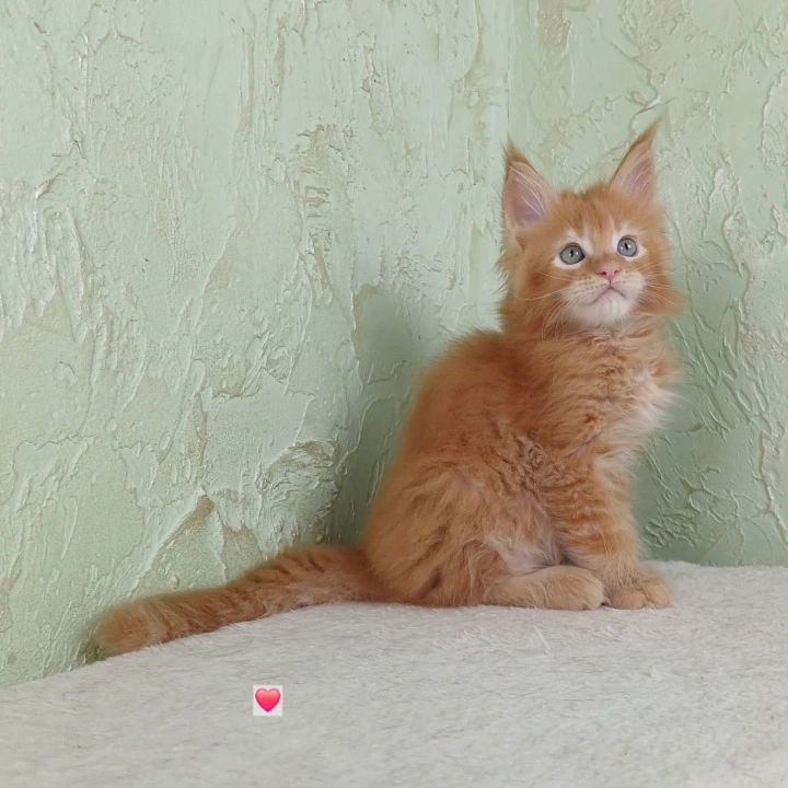 Uratea British Shorthair Kittens | Kittens for sale. 