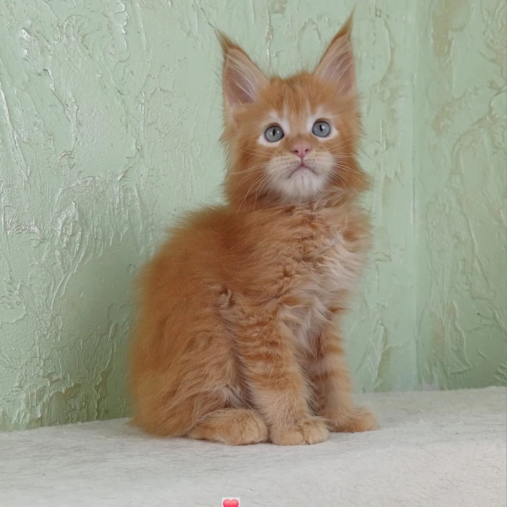 Uratea British Shorthair Kittens | Kittens for sale. 