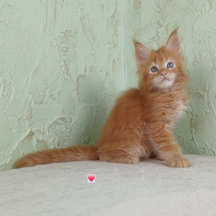 Uratea British Shorthair Kittens | Kittens for sale. 