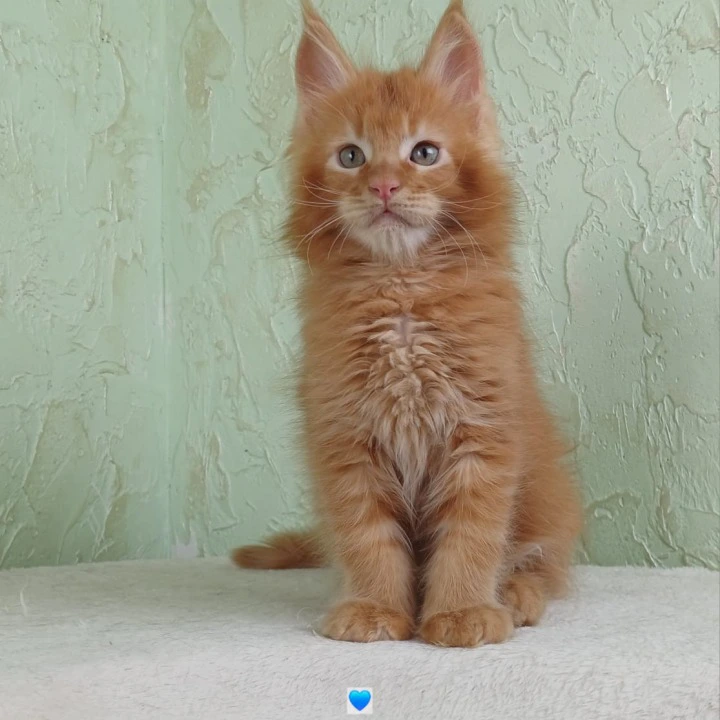Unabi Maine Coon Kittens | Kittens for sale. 