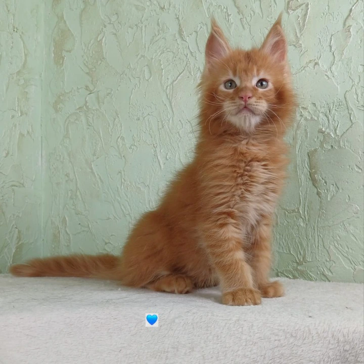 Unabi Maine Coon Kittens | Kittens for sale.