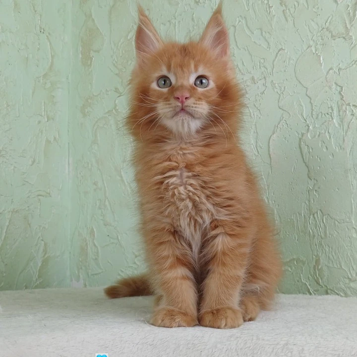 Unabi Maine Coon Kittens | Kittens for sale.